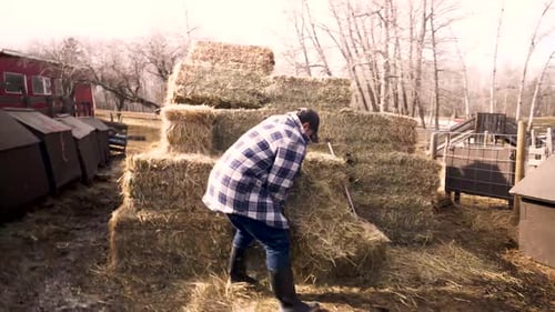 Male Farmer Moving Hay Bales on Sunny Farm Adult