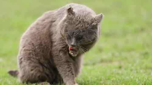 Cute stray cat grooming himself on green grass outdoors. Abandoned animal
