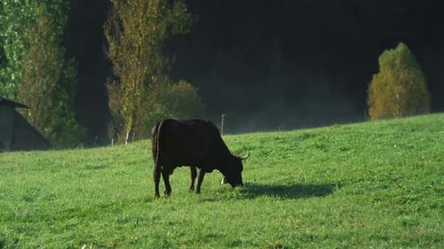 Schwarze Kuh weidet im Sommersonnenschein auf grünem Gras auf einer Bergwiese