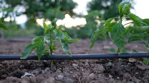 Young Plants Sprout in Agricultural Field with Irrigation