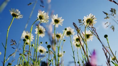Sommerwiese mit Gänseblümchen
