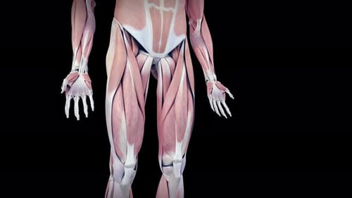 Human sartorius muscle highlighting anatomical structure for medical science education