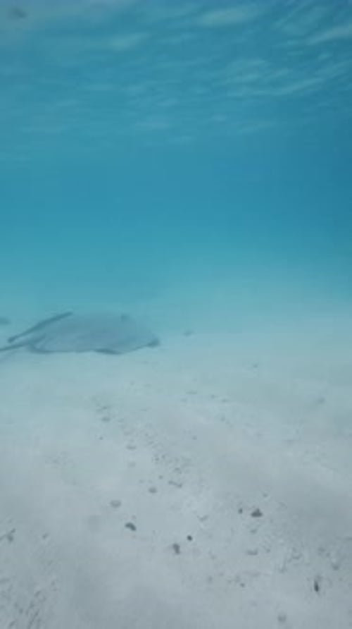 Stingray Fish Swims Underwater Ocean Aquatic Animals