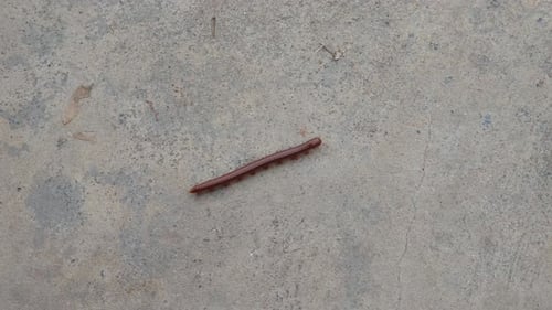 A close-up view of a centipede crawling on a rough concrete surface.