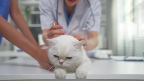 Close up of female veterinarian examine kitten at veterinary clinic.