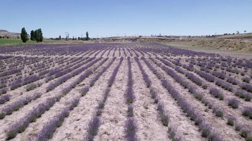 Blooming Lavender Field