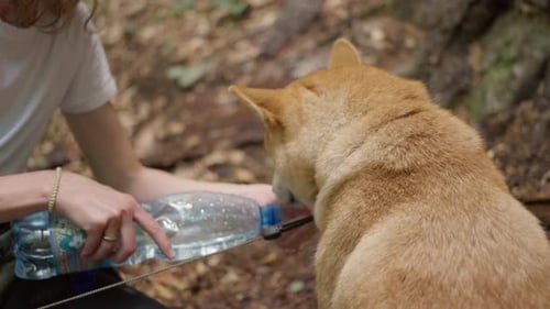 una persona vierte agua en la palma de su mano y le da de beber a un cachorro
