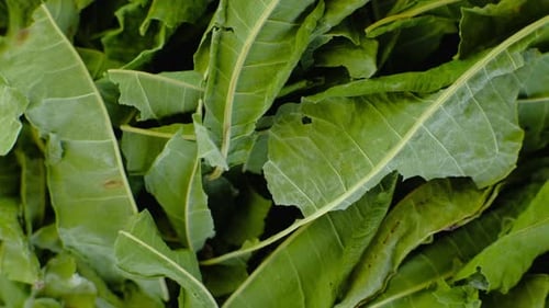 Rotating Pile of Jasmine Green Tea Macro Video