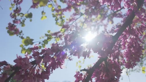 Beautiful Pink Blossoms Blooming in Spring Sunlight