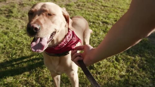 Dog Gold Labrador Looking Sideways Walk Hand Man in Park Sunset Young Pretty Play Animal Nature Cute