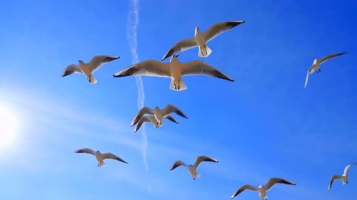 Zeitlupenaufnahme von Möwen, die am Himmel fliegen, Eine Gruppe von Möwen