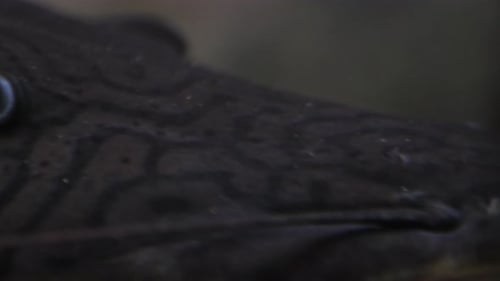 Spotted sorubim (Pintado) catfish eyes closeup