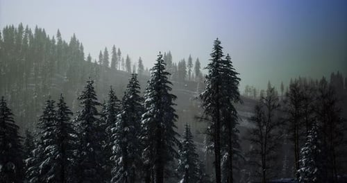 Pan Across Snowy Winter Forest Trees Landscape