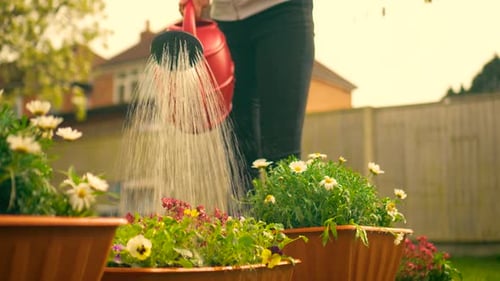 Woman Waters Colorful Flowers in Suburban Garden