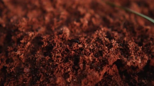 Kleine Ameisen arbeiten in rotem Boden zusammen und bauen Ameisenhügelnestkolonie, extrem nah an Insekten