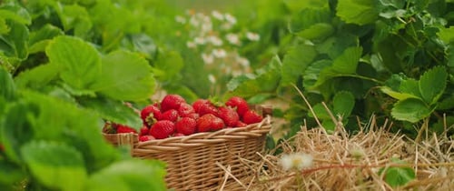 A basket full of ripe strawberries sits in a field. Strawberry picking has filled wicker box amidst