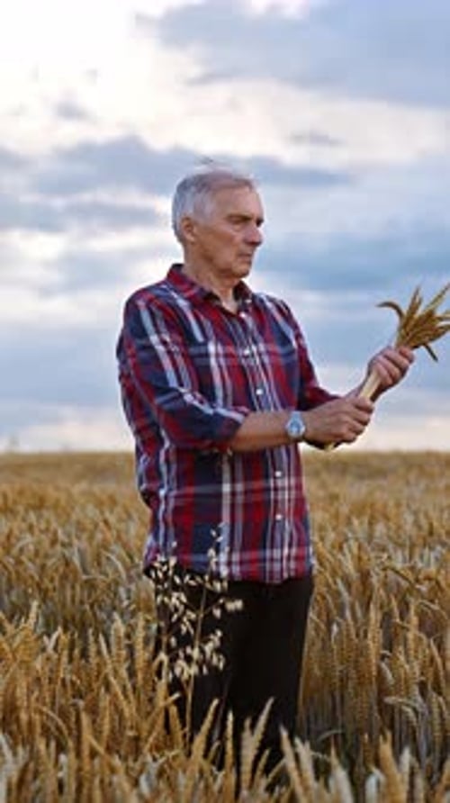 Man Holding Wheat in Field of Grain