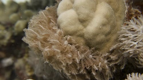 Close up of soft coral waiving in the current in slowmotion in 4k