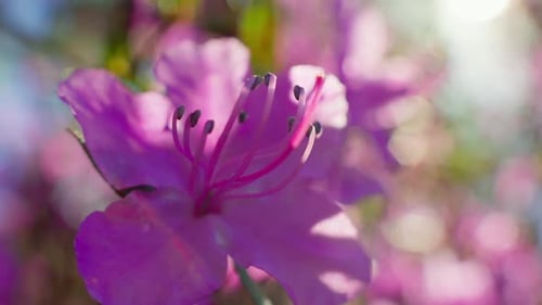 Softfokus-Aufnahme blühender lila Azaleenblüten vor hellem Hintergrund