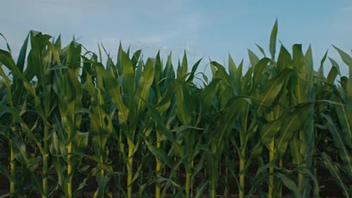 Cornfield at the Small Ecological Farm