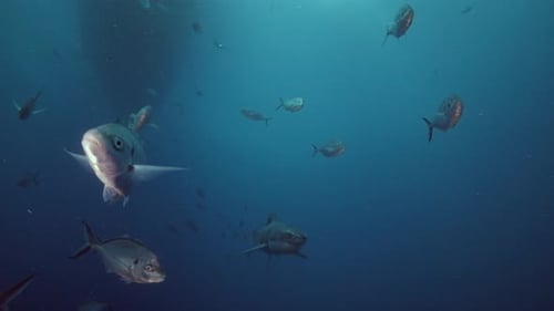 Great White Shark Carcharodon carcharias Neptune Islands South Australia slow motion 4k