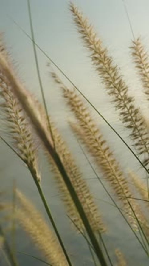 Vertical video. Dry Pennisetum Spikes on a Cliff Top in the Rays of the Setting Sun Against the Sea,