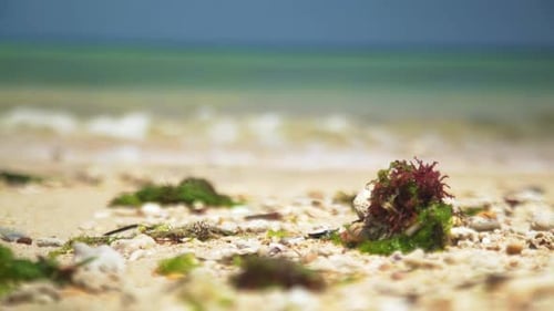 A seaweed blown by the wind on the edge of a white sand beach