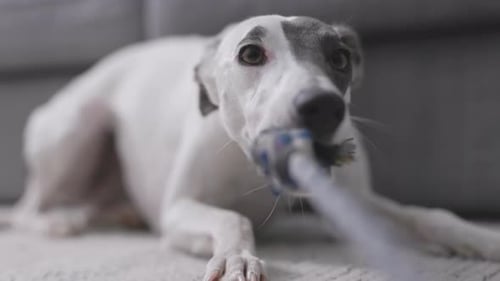 Whippet Dog spielt in Zeitlupe