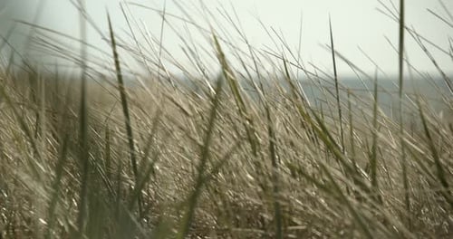 Close up shot of dune grass that moves in the wind on the dunes of Sylt with the Northsea in the bac