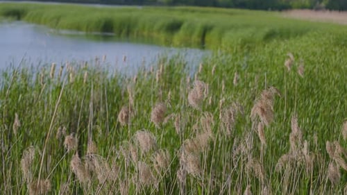 The reeds sway in the wind. The setting sun illuminates plants, grass, river reeds.