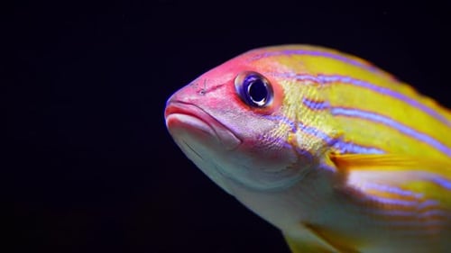 Close-up Shot Of A Bluestripe Snapper