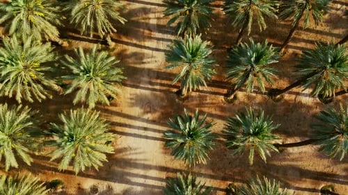 Moving top-down drone shot gliding forward over a vast date palm farm in the southern Israel desert.