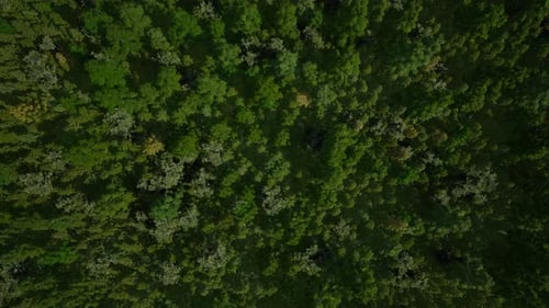 Aerial top view of green trees in forest