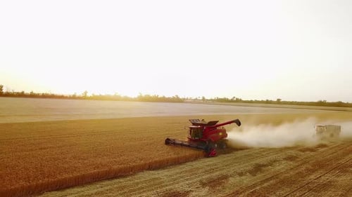 Aerial Drone View Overloading Grain From Combine Harvesters Into Grain Truck in Field Harvester