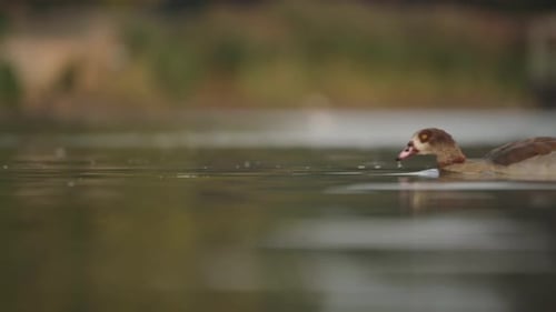 Egyptian Goose Swimming Across Water