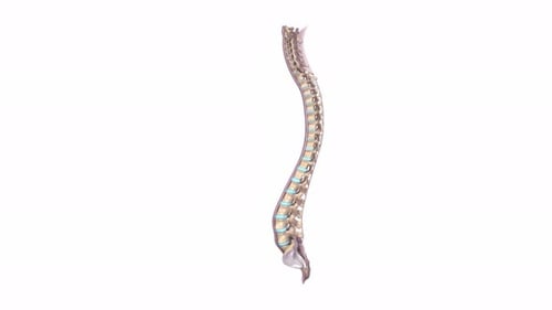 3D Animated Human Spine Rotating on White Background