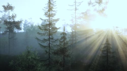 Sunlight Streaming Through Trees in a Lush Forest