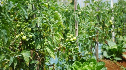 tomato vegetables