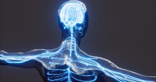 Detailed Representation of Brain Anatomy with Highlighted Neural Pathways
