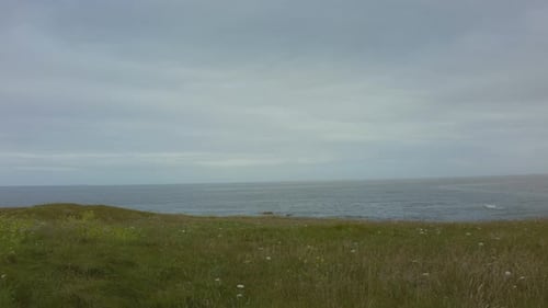 green meadow with flowers and the sea in the background