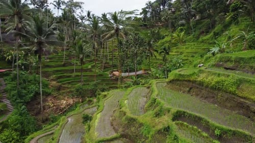 Aerial Landscape of the Rice Fields and Rice Terrace on the Island Bali in Indonesia Drone Flight