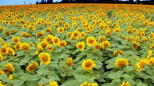 Yellow sunflowers in rural place. Beautiful blooming sunflowers swaying in wind on farmland.