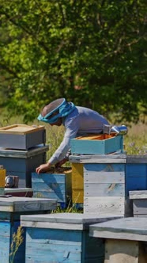 Apiary in summer. Beekeeper in protective hat works on a bee farm on nature background.