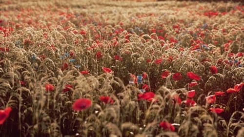 Beautiful Sunny Day in Countryside