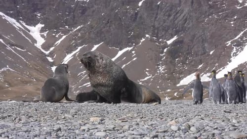 Seals and Penguins on Rocky Antarctic Beach