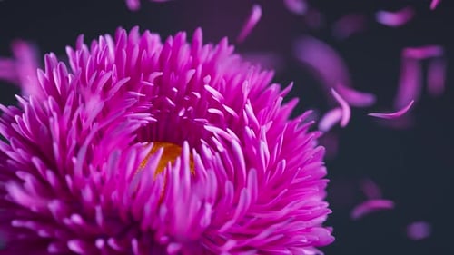 Seamless 3D floral loop with pink asters and petals.