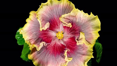 Time Lapse of Hibiscus Flower Blooming and Wilting