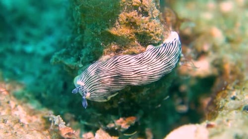 Dermatobranchus Dendronephthyphagus Sea Slug Flatworm Crawls Over Underwater Rock