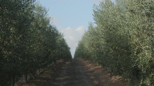 Ripe olives on olive trees growing in an olive garden.