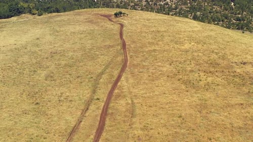 Rural Hilltop with a trail leading to Three small trees, Aerial view.
